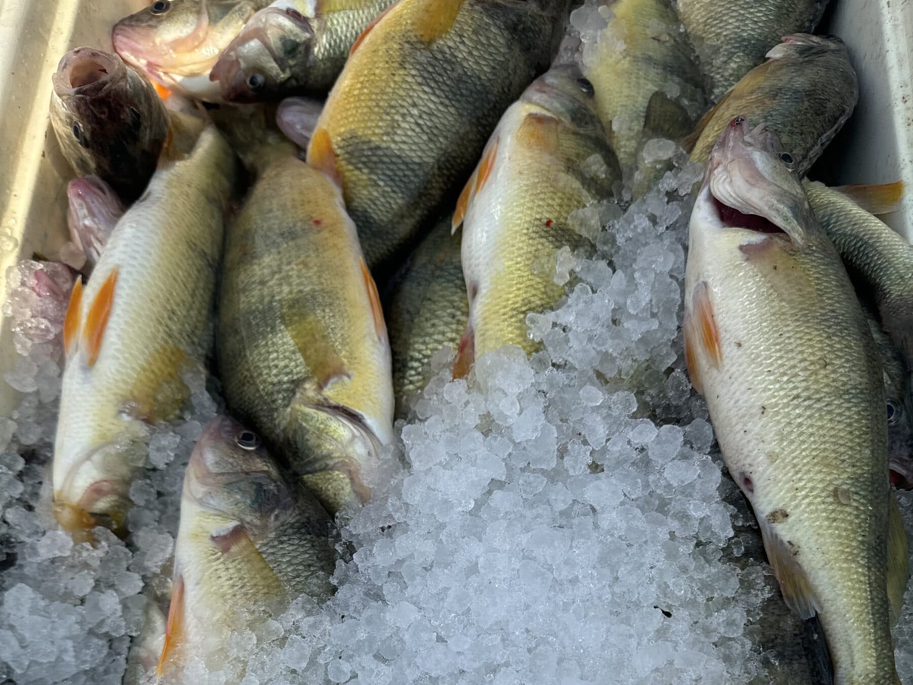 Yellow perch on ice in a crate